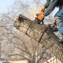 Big Foot Tree Service - Tree Service