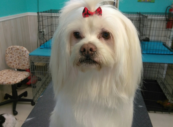 Polly's Pet Grooming - Dunedin, FL. Soapy