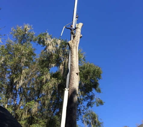 American Tree Surgeons. Log being lowered to ground
