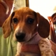Petsense by Tractor Supply