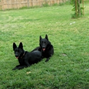 Vonissk German Shepherd Dogs - Associations