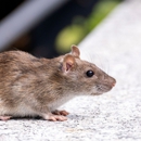 Heart Of Dixie Termite Experts - Pest Control Equipment & Supplies