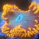 Reef Life Aquatic - Aquariums & Aquarium Supplies