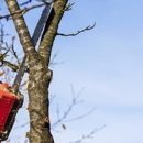M Brennan Tree Service - Tree Service