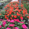 Sue's Flower & Garden Center gallery