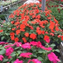 Sue's Flower & Garden Center - Nursery-Wholesale & Growers