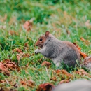 Action Critter Removal - Pest Control Services
