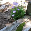 Bohemian Rose Designs gallery