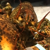 Red Lobster gallery