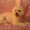 Wizard Of Paws gallery