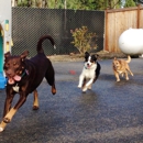 Country Kennels - Dog Day Care