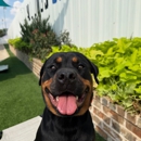 All Dogs Unleashed Dog Training OKC - Dog Training