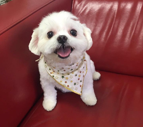 pampered pooch place - astoria, NY