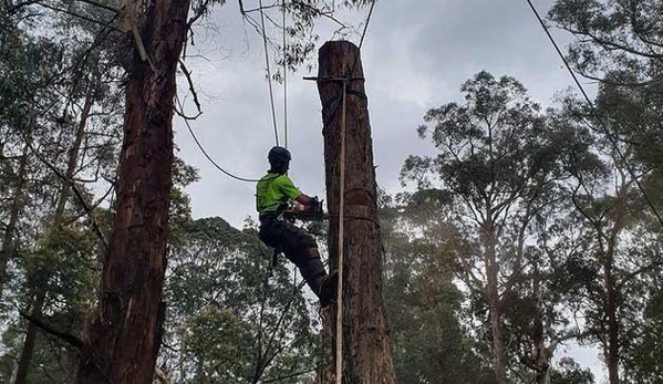 BSK tree services pty ltd