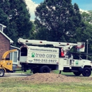 Tree Care - Tree Service