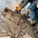 One Call Tree Service - Tree Service