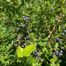 Tawas Blueberry Farm - Historical Places