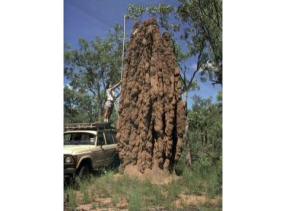 High Country Pest & Weed Control