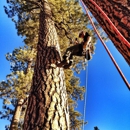 Compass Tree Service Inc. - Arborists