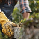 Tree Service - Tree Service