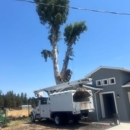 FC Valley Tree Care Inc. - Tree Service