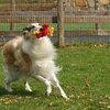 Queen of the Valley Farm a Pet Resort gallery