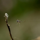 Action Pest Control - Pest Control Equipment & Supplies