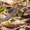 Animas Wildlife Solutions gallery