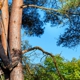 Td's Tree Service
