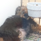 Puppies In Love