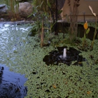 Affordable Pond Service & Fountain Service