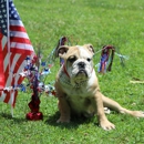 ENGLISH BULLDOG MAFIA - Pet Breeders