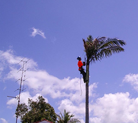 Walton's Tree Care Services - Woonona, NSW