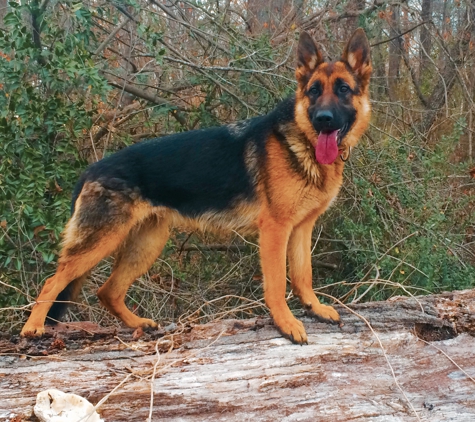 Addicted2GSD's (German Shepherds) - Dennis, MS