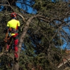 Peters Tree Service gallery