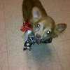 Picture Perfect Pet Grooming & Marine Systems gallery