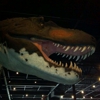 Dinosaur Museum gallery