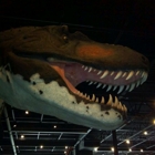 Dinosaur Museum