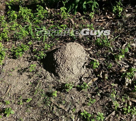 Termite Guys Brisbane