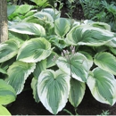 Savory's Gardens Inc - Botanical Gardens