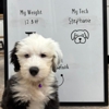 Desert View Animal Hospital gallery