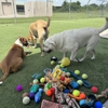 Dog's Day Inn Pet Resort gallery