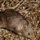 A1 Professional Exterminating - Pest Control Services