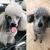 Salon Pooch - Dog & Cat Clipping & Grooming