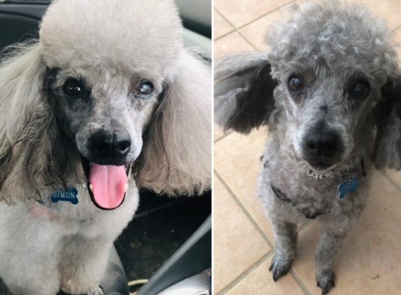 Salon Pooch - Watson, ACT. Simon before and after leting Thomas butcher his hair