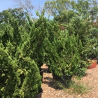 Southwestern Trees & Garden Center