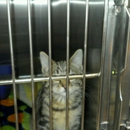 Humane Society-Ctr Illinois - Animal Shelters