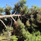 Arbor Tree Surgery