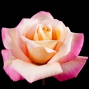 For Love Of Roses - Garden Centers
