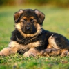 Florida German Shepherd Puppies gallery